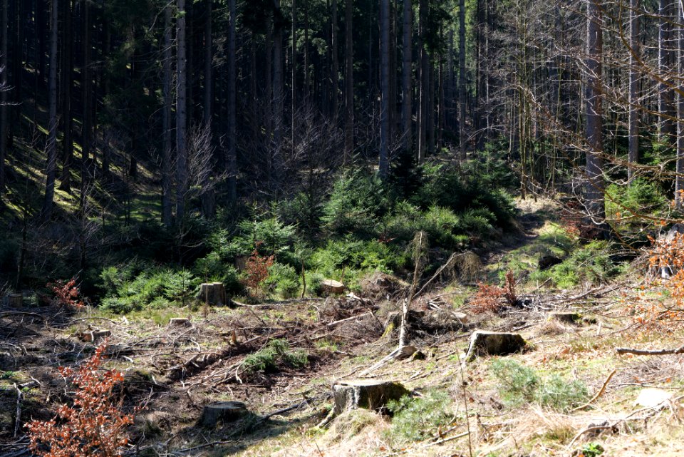 Taunus in Oberursel near Urselbach 2020-03-23 59