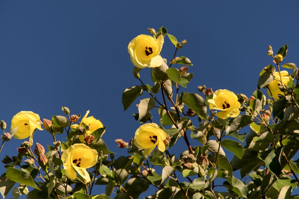 Yellow tree queensland