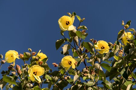 Yellow tree queensland