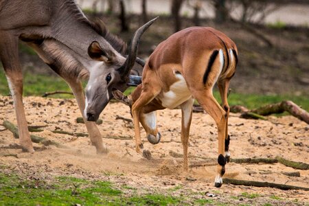 Kudu antler african