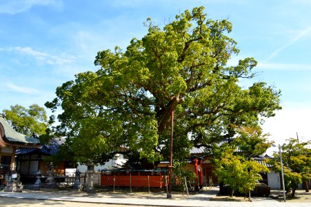 Tatsuta-Jinja, kusu