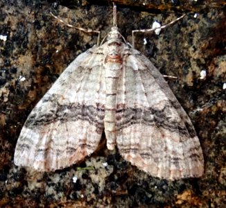 Tatosoma fasciata 57740144