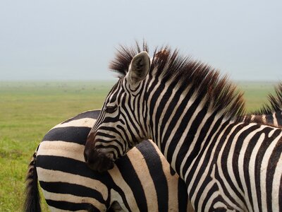 Safari black and white striped head photo