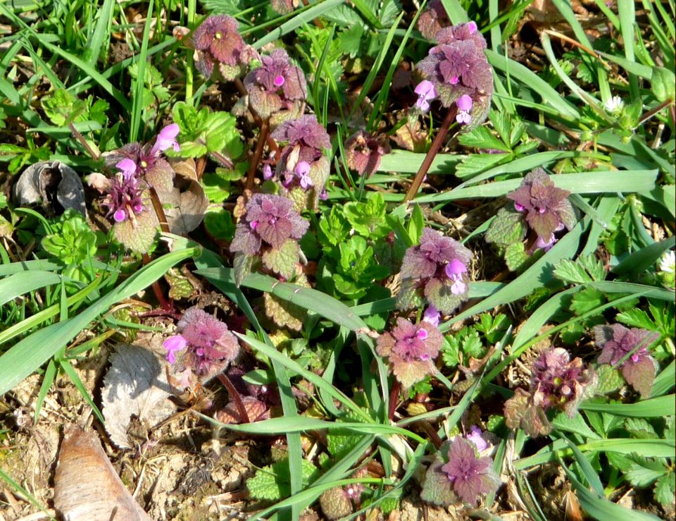 Taubnessel Kohlbruck