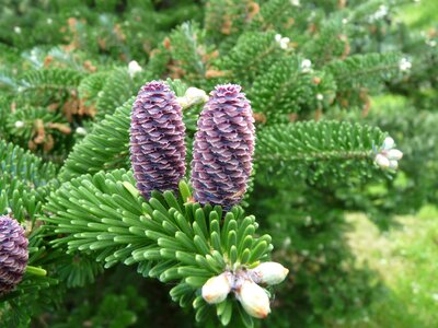 Pine cones fir green photo