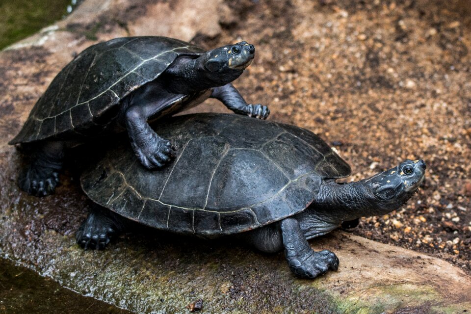 Water turtle panzer tortoise shell