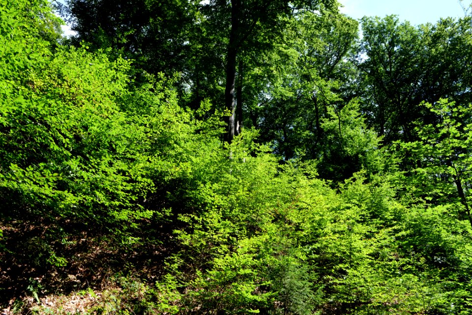 Taunus near Rombach 2020-08-18 48