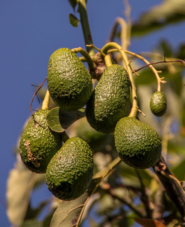 Green immature tree