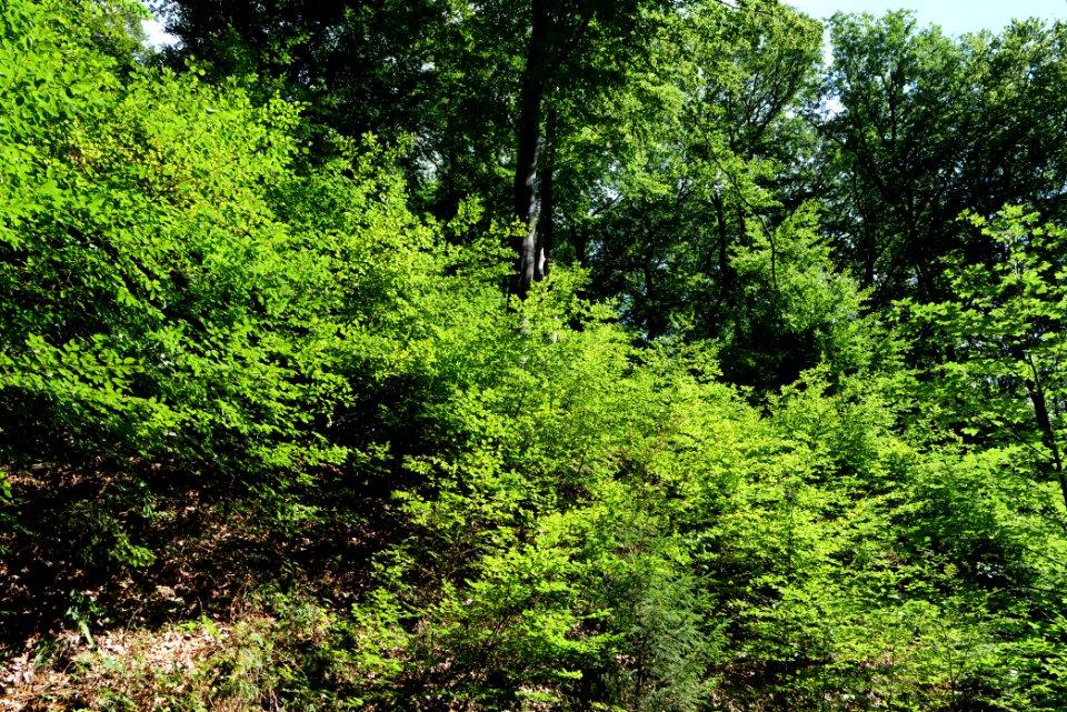 Taunus near Rombach 2020-08-18 49