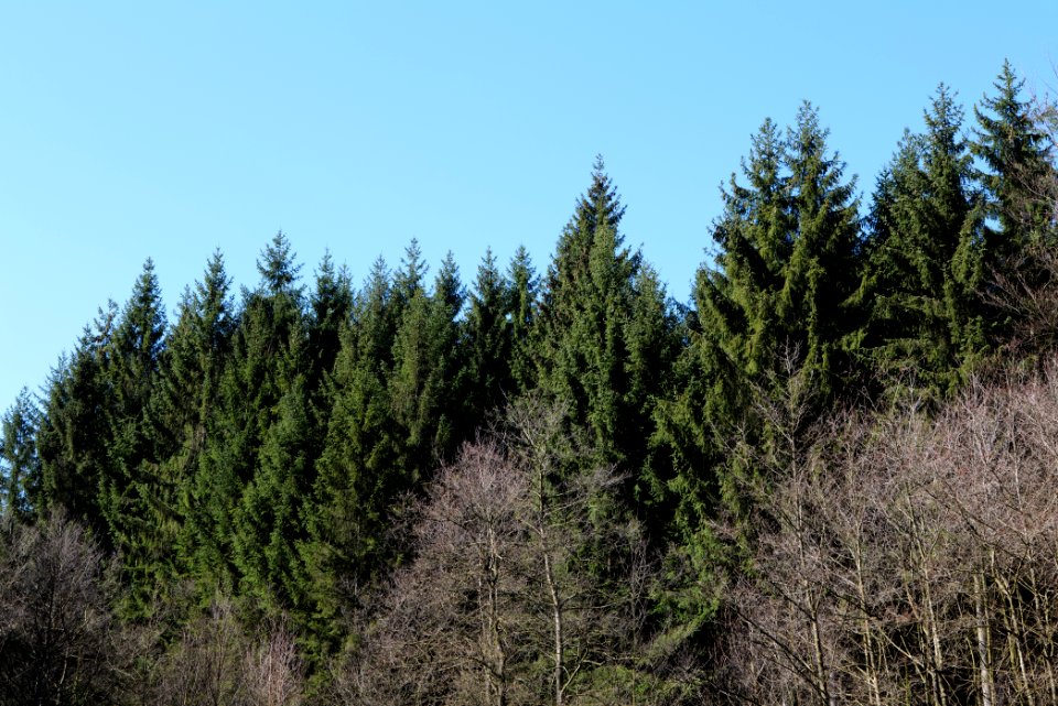 Taunus in Oberursel near Urselbach 2020-03-23 49