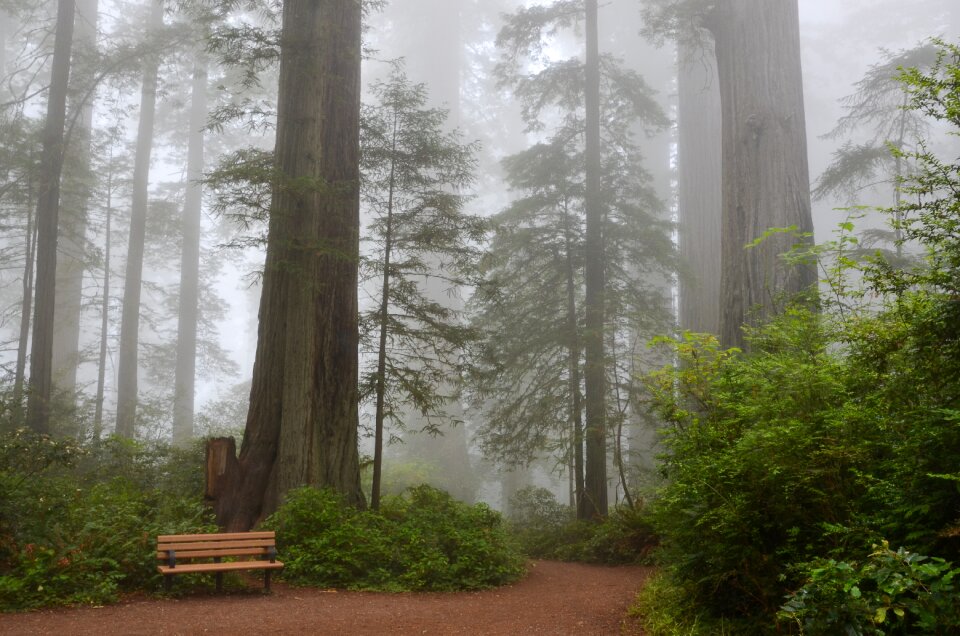 Sequoia trees ladybird johnson grove redwood national park photo