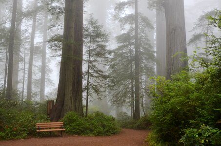 Sequoia trees ladybird johnson grove redwood national park