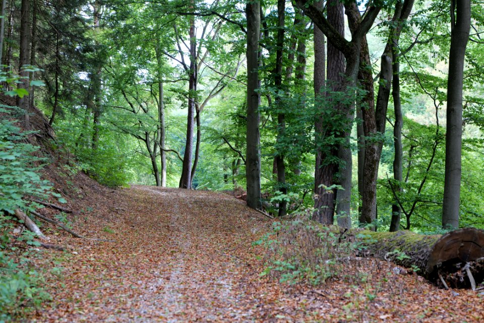 Taunus near Rombach 2020-08-18 06