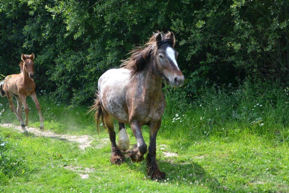 Breeding horses grass prairie