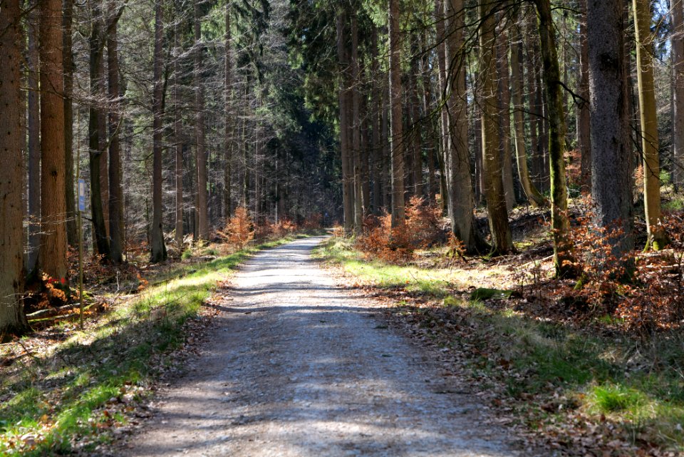 Taunus in Oberursel near Urselbach 2020-03-23 55