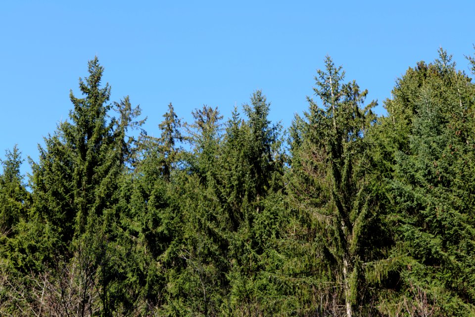 Taunus in Oberursel near Urselbach 2020-03-23 52