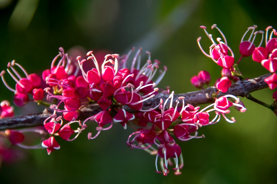 Blossom flowers pink