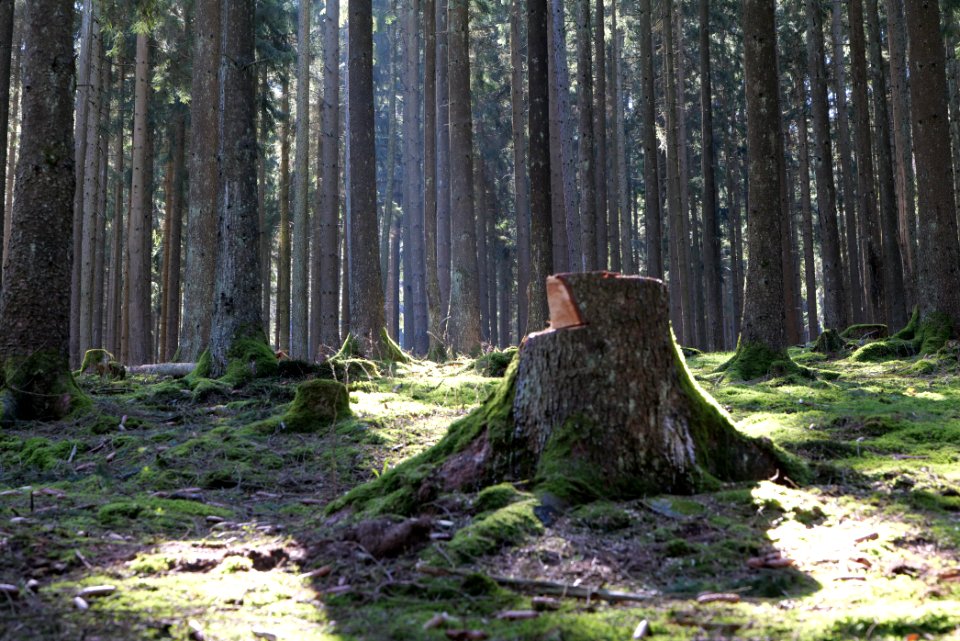 Taunus in Oberursel near Urselbach 2020-03-23 36
