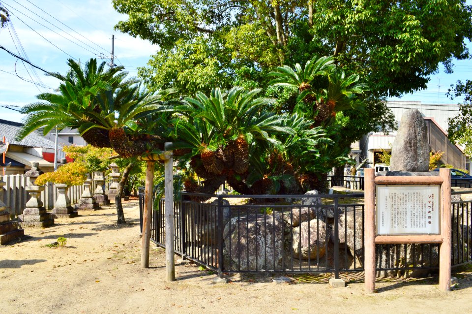 Tatsuta-Jinja, sotetsu-1