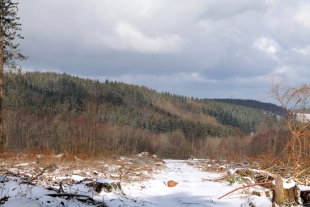 Taunus forest Schmitten with snow 2021-04-06 16