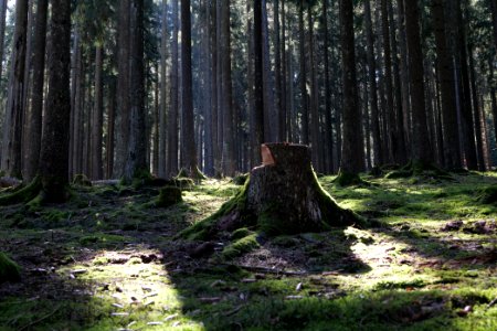 Taunus in Oberursel near Urselbach 2020-03-23 37