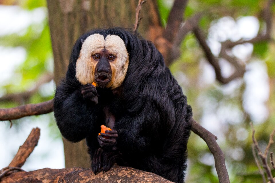 Primate pithecia mammal