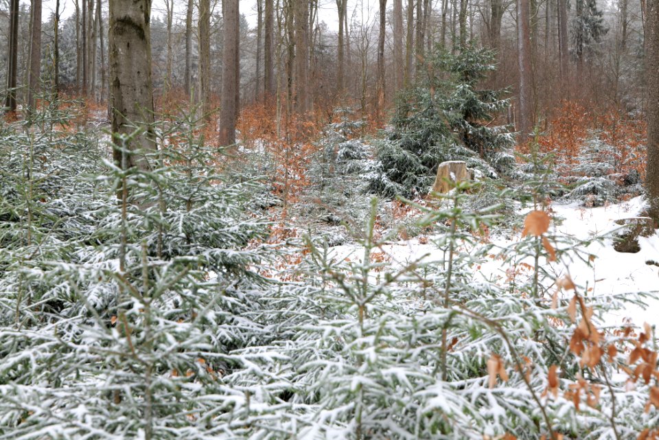 Taunus forest Schmitten with snow 2021-04-06 01