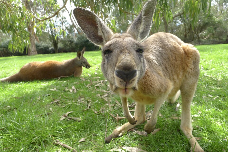 Australia mammal wildlife
