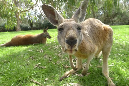 Australia mammal wildlife