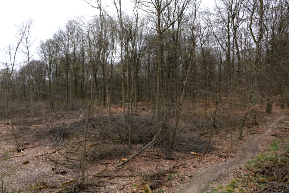 Taunus forest Ockstadt 2021-04-02 28