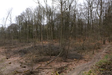 Taunus forest Ockstadt 2021-04-02 28