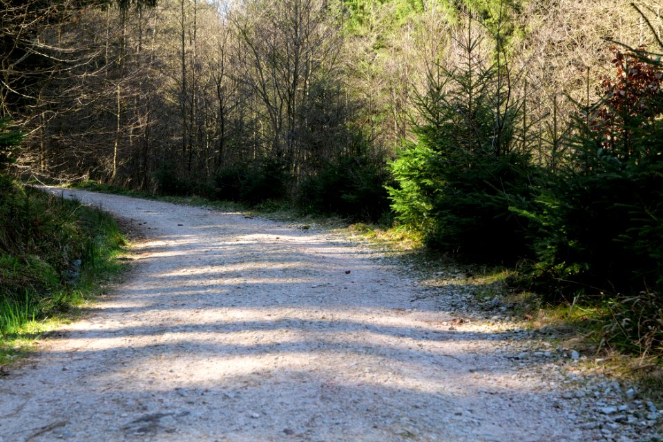 Taunus in Oberursel near Urselbach 2020-03-23 50