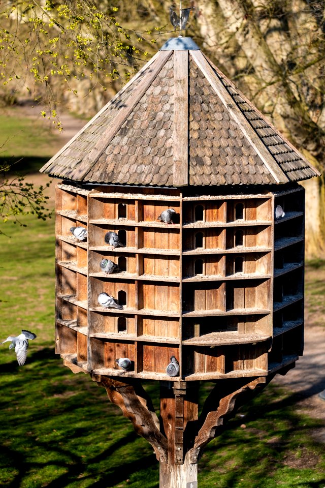 Taubenturm in Tübingen mit Taube im Sturzflug