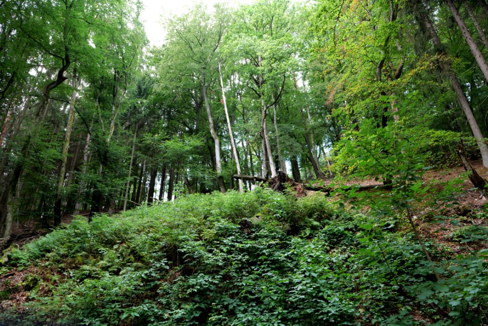 Taunus near Rombach 2020-08-18 15