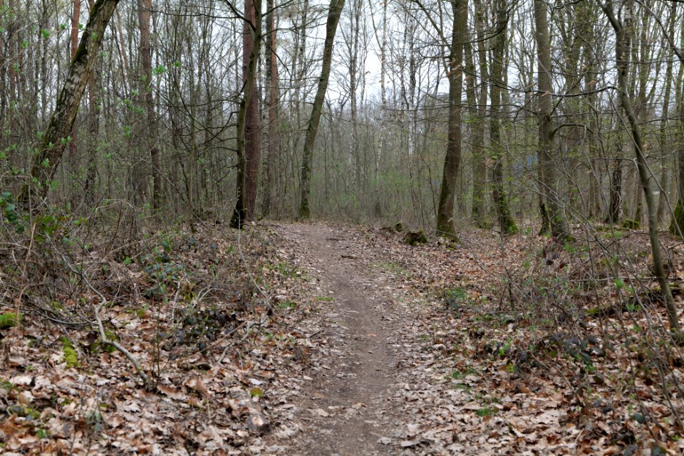 Taunus forest Ockstadt 2021-04-02 26