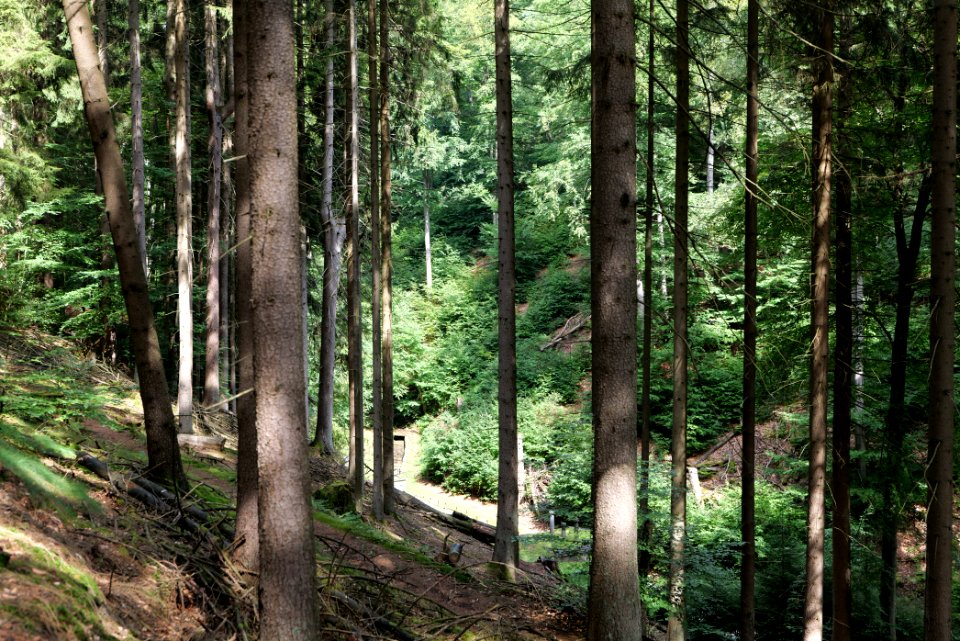 Taunus near Rombach 2020-08-18 27