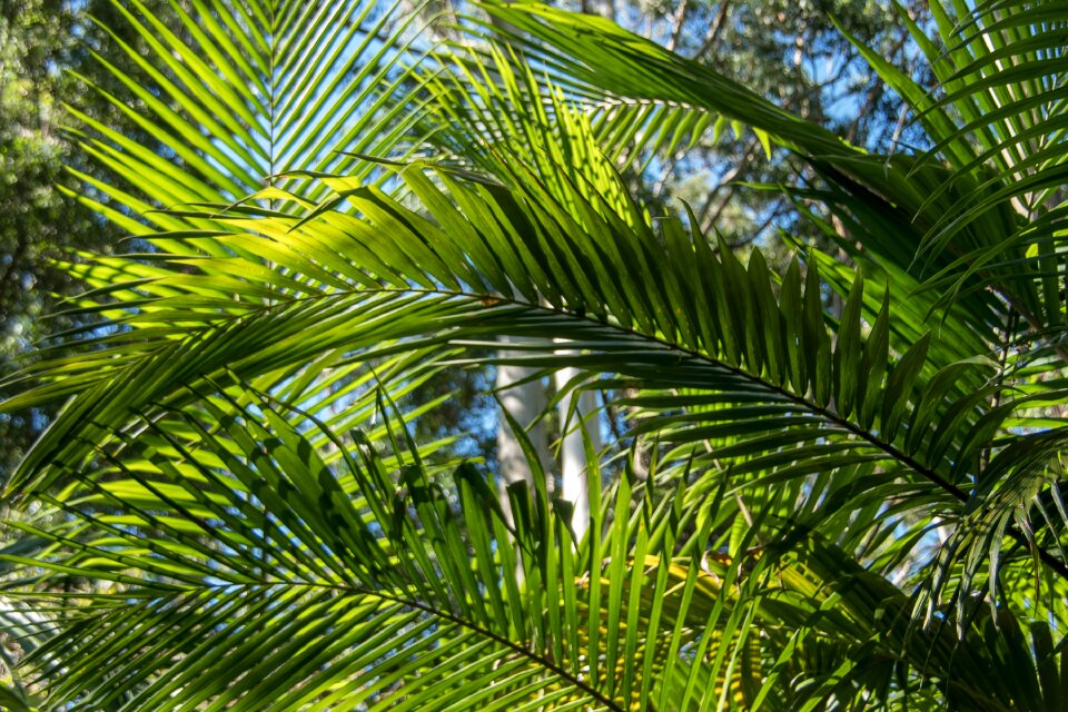 Rain forest forest australia