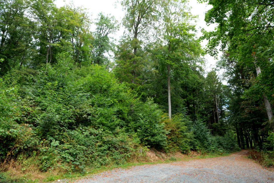 Taunus near Rombach 2020-08-18 02