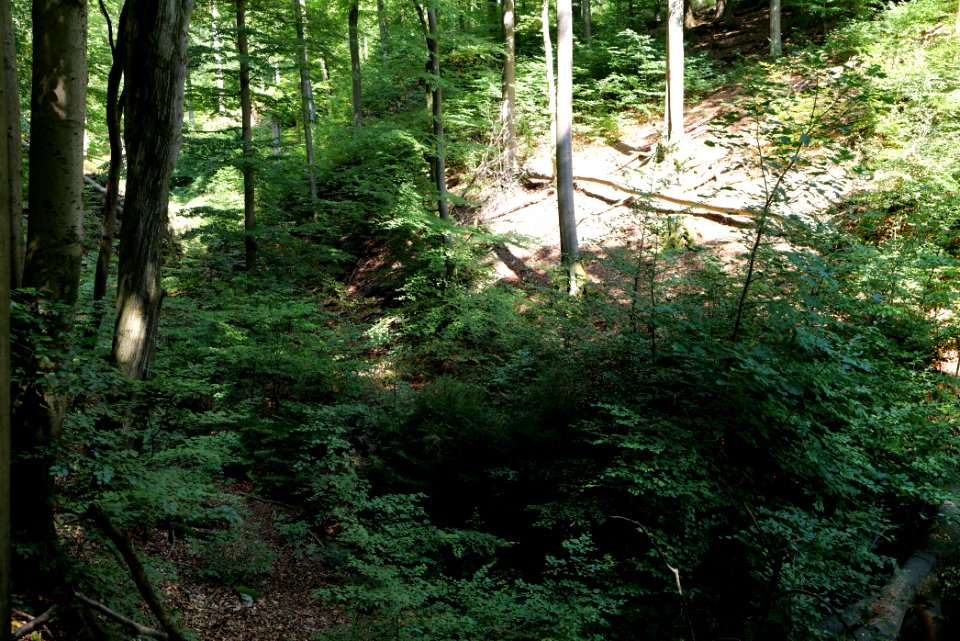 Taunus near Rombach 2020-08-18 56