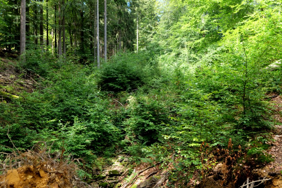 Taunus near Rombach 2020-08-18 69