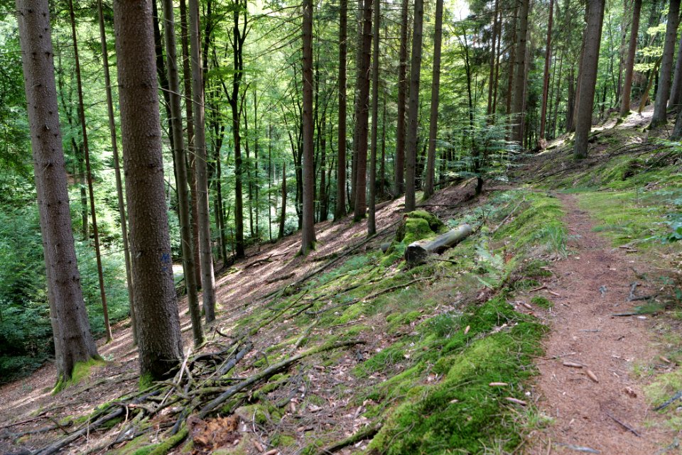 Taunus near Rombach 2020-08-18 29