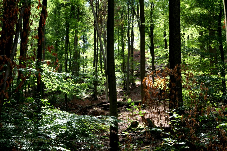 Taunus near Fuchsstein 2020-08-18 44