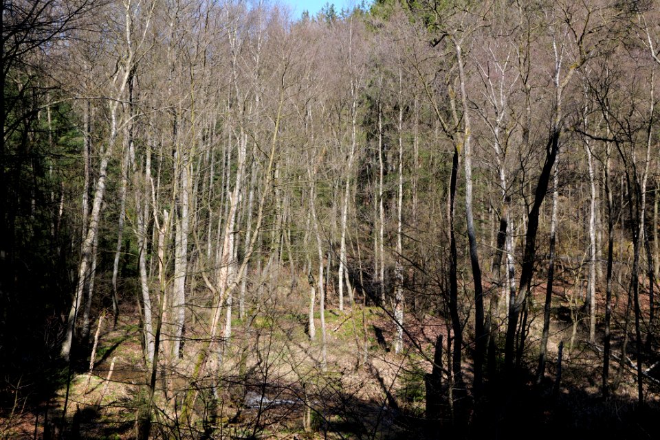 Taunus in Oberursel near Urselbach 2020-03-23 29