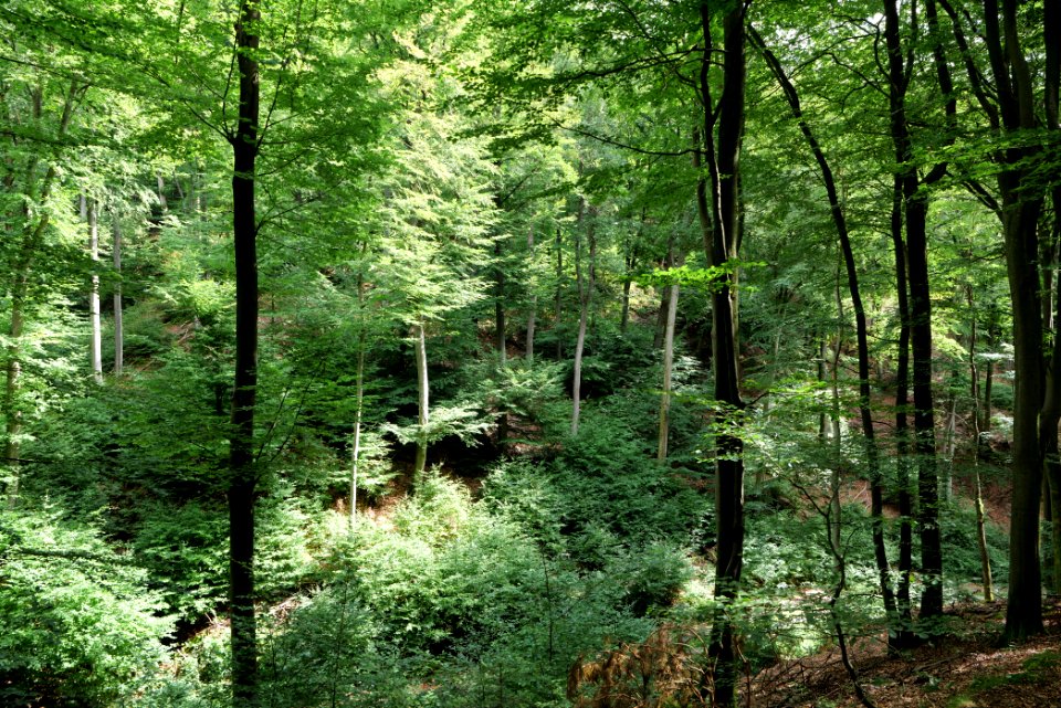 Taunus near Rombach 2020-08-18 32