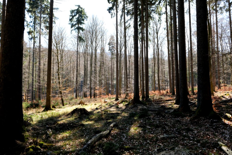 Taunus in Oberursel near Urselbach 2020-03-23 73