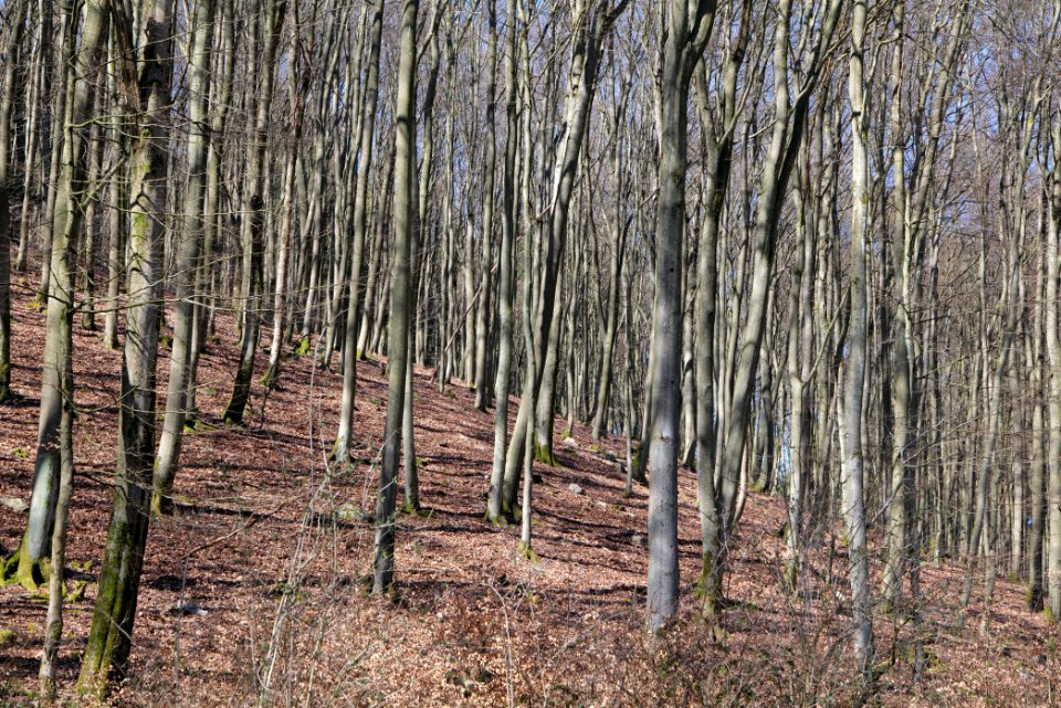 Taunus in Oberursel near Urselbach 2020-03-23 17