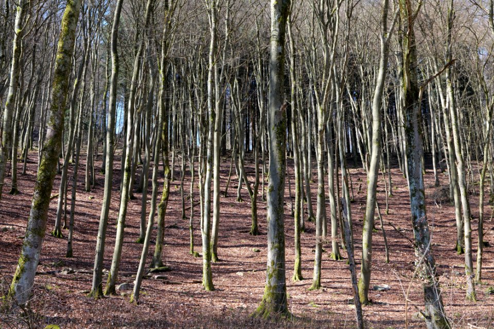 Taunus in Oberursel near Urselbach 2020-03-23 16