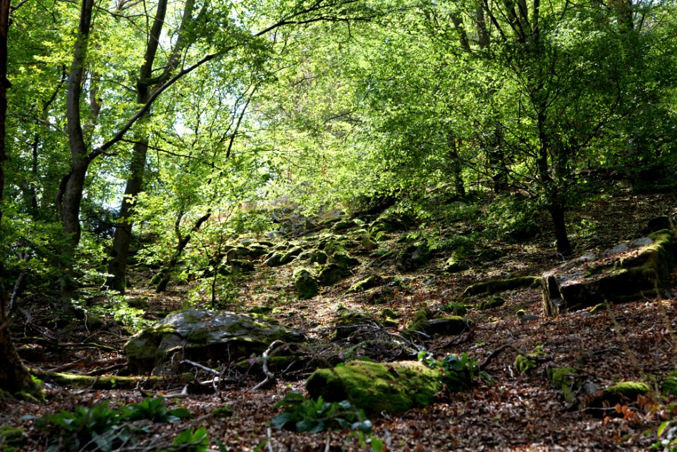 Taunus near Fuchsstein 2020-08-18 30