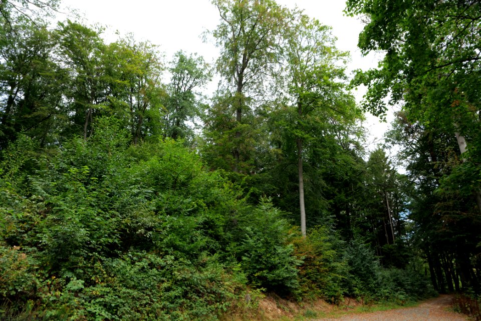 Taunus near Rombach 2020-08-18 03