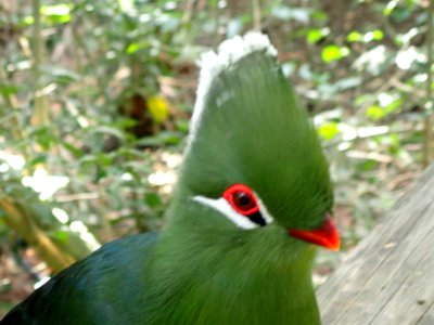 Tauraco corythaix corythaix 22449265
